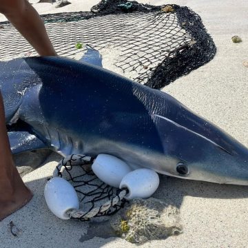 Medio Ambiente someterá a capitán y dueño de embarcación que ocasionó muerte de tiburón azul en estado de gestación
