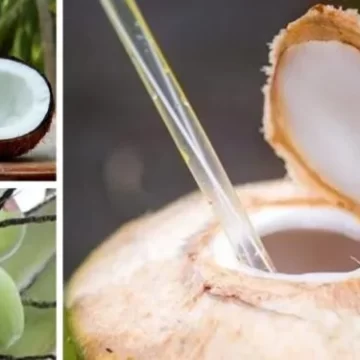 Tú que tomas agua de coco ¿Sabes cuáles son los beneficios?