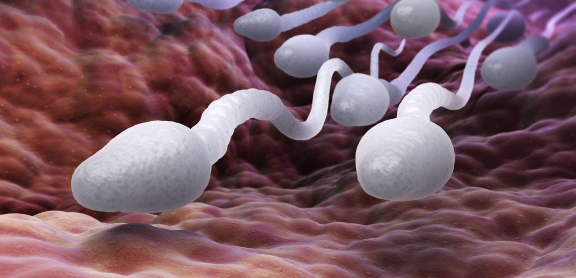 Infertilidad masculina Descubren un regulador que permite la producción de esperma a cualquier edad