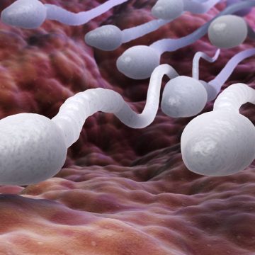 Infertilidad masculina Descubren un regulador que permite la producción de esperma a cualquier edad