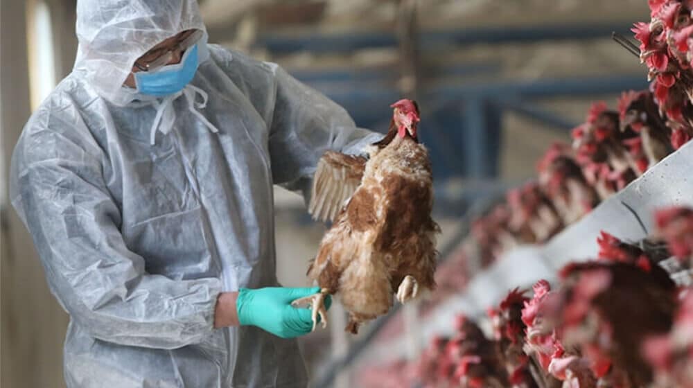 Casos de gripe aviar aumentan en 11 países de América; RD se mantiene vigilante