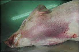 Identifican un mecanismo clave en el virus de la peste porcina africana