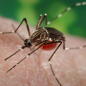 República Dominicana emite alerta por propagación de chikungunya en las Américas